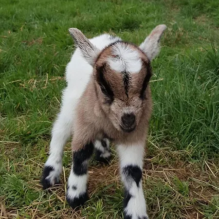 Les Perelles Couette-café