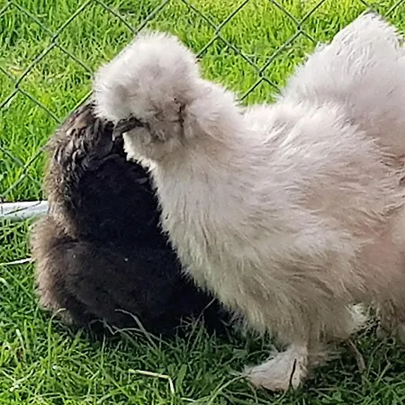 Les Perelles Couette-café Saint-Vigor-le-Grand