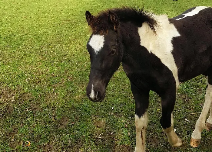 Les Perelles 3* Saint-Vigor-le-Grand