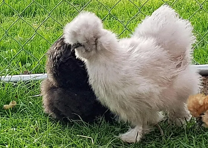 Les Perelles Frühstückspension Saint-Vigor-le-Grand